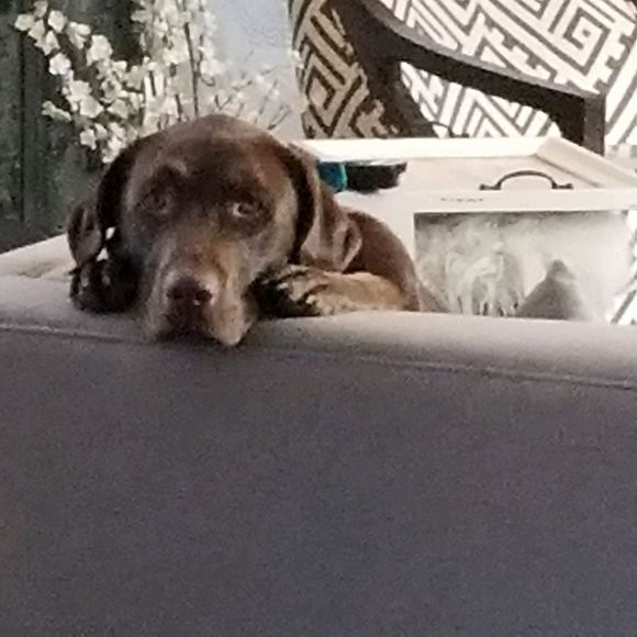 Meet your Posher, Bobbe - Picture 1 of 1